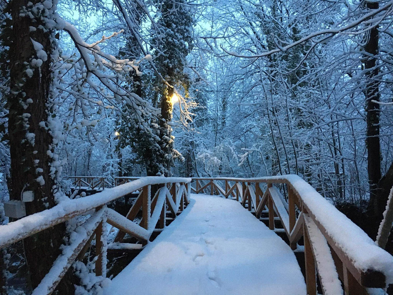 Mostić zimi